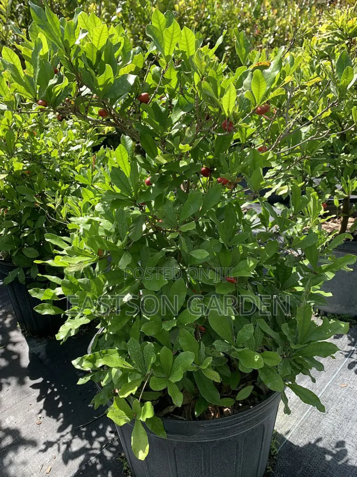 Miracle Berry Seedlings