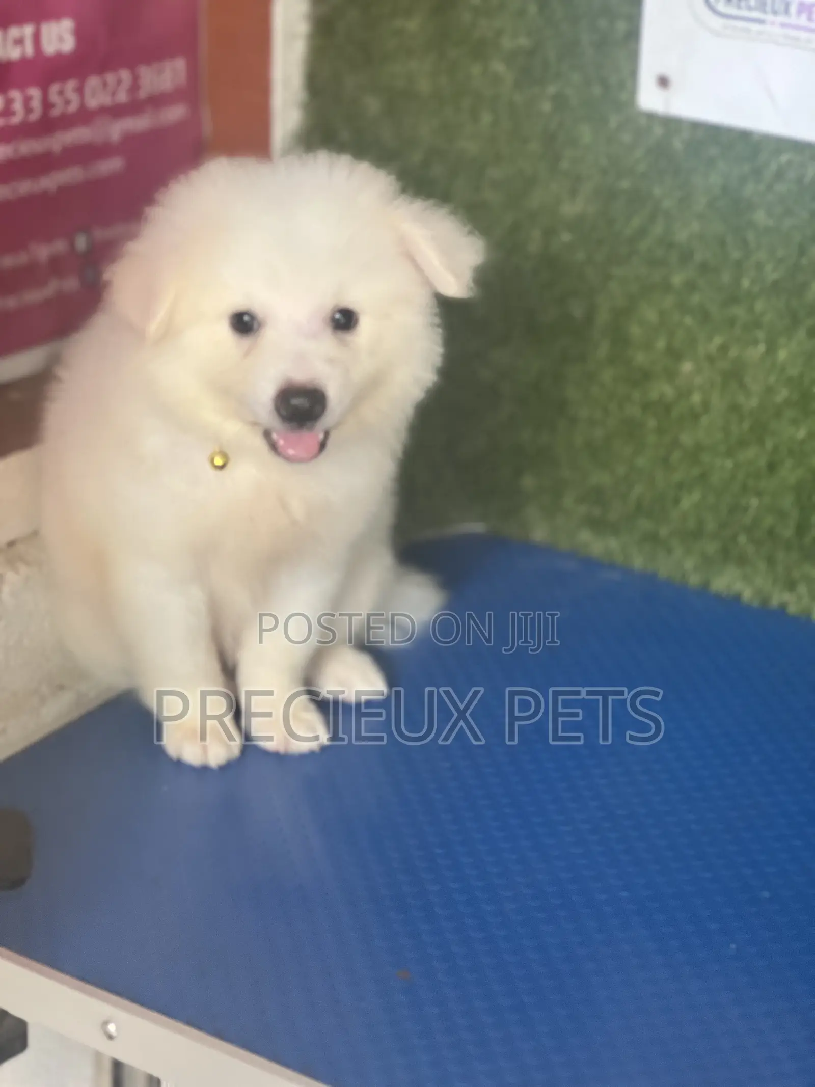 1-3 months Male Purebred American Eskimo