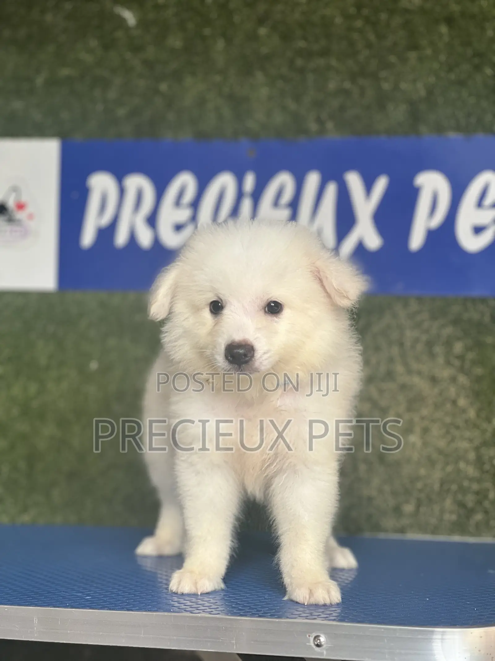 1-3 months Male Purebred American Eskimo
