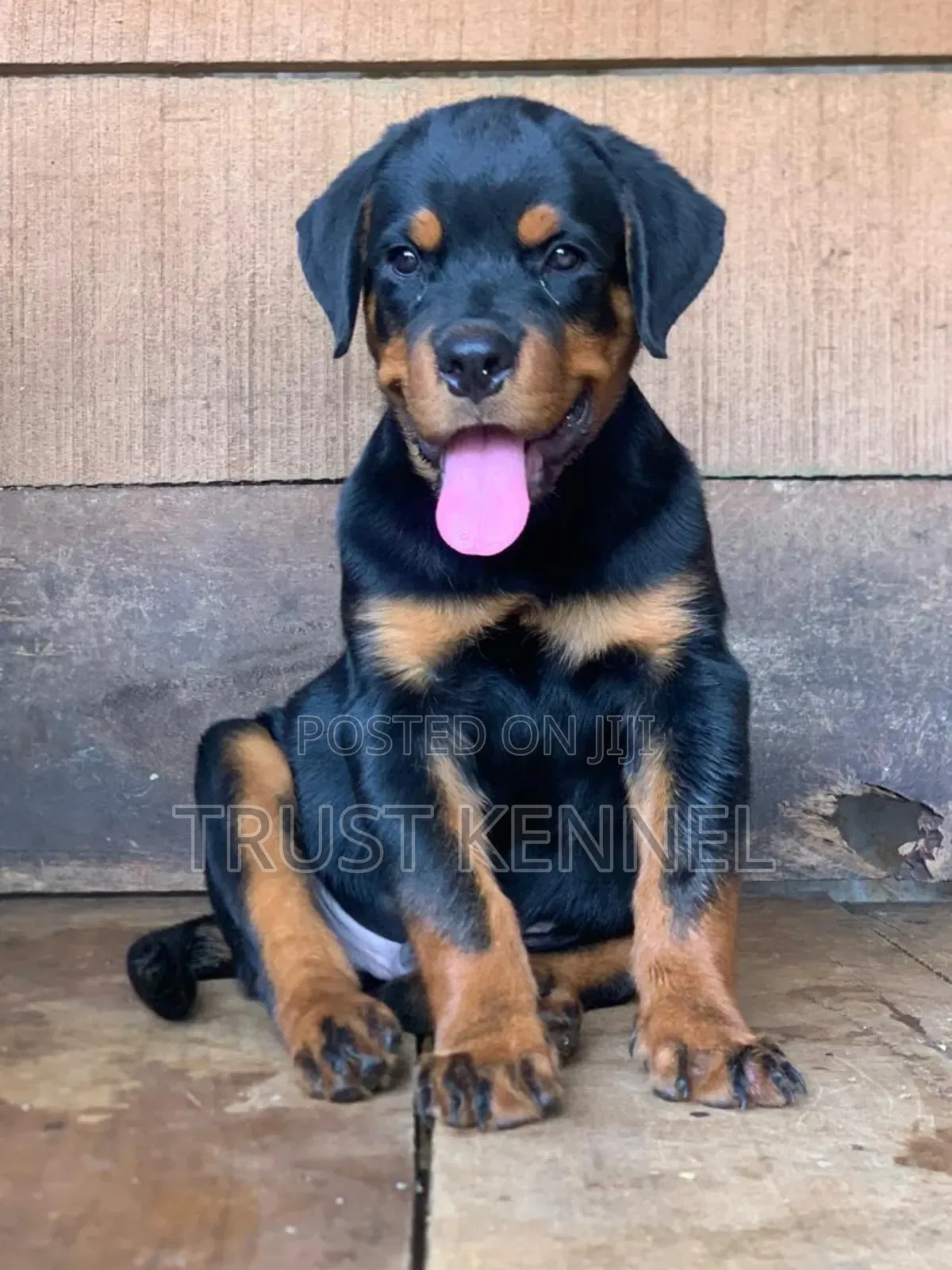 1-3 months Female Purebred Rottweiler