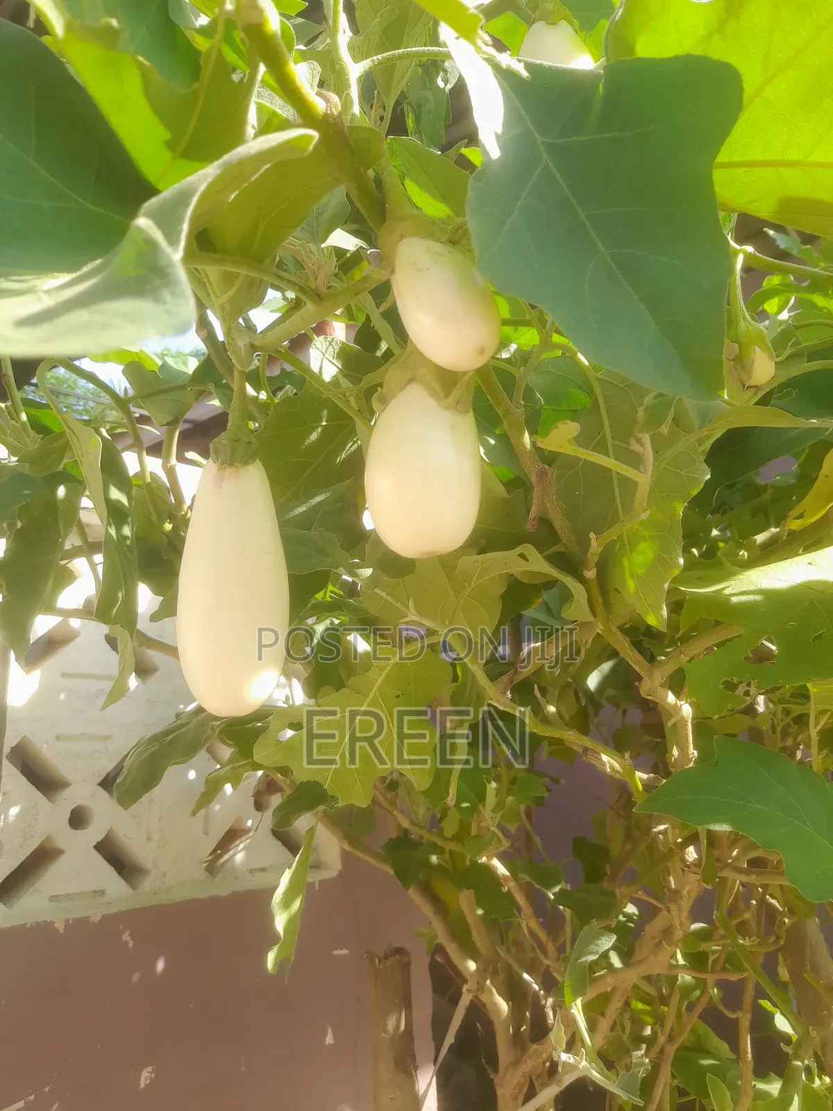 White Star Egg Plant Seedlings