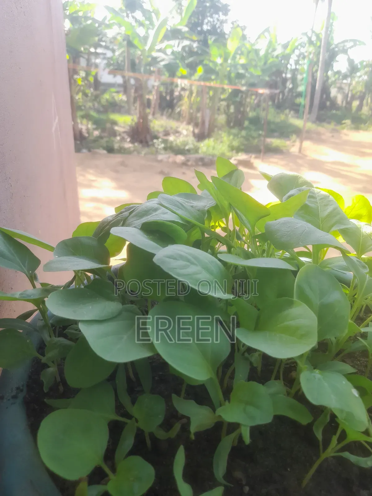 White Star Egg Plant Seedlings