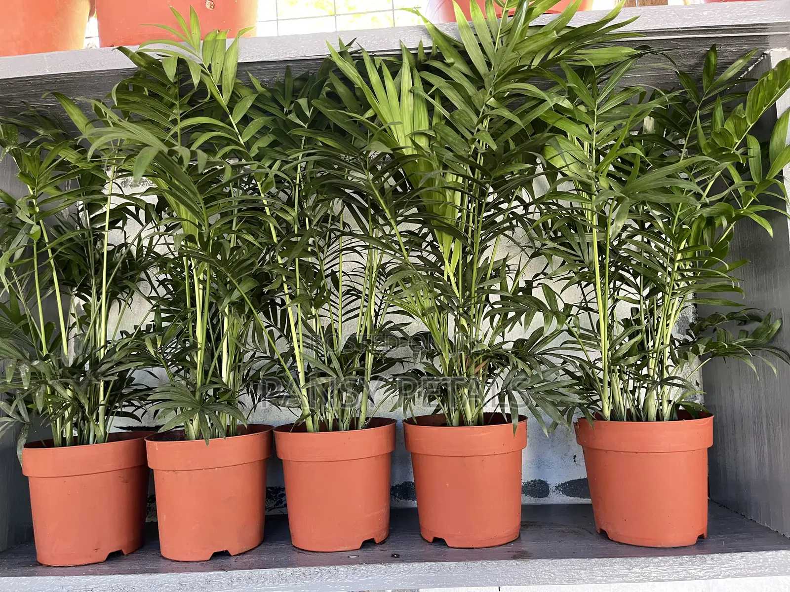 Palour Palm for Sale