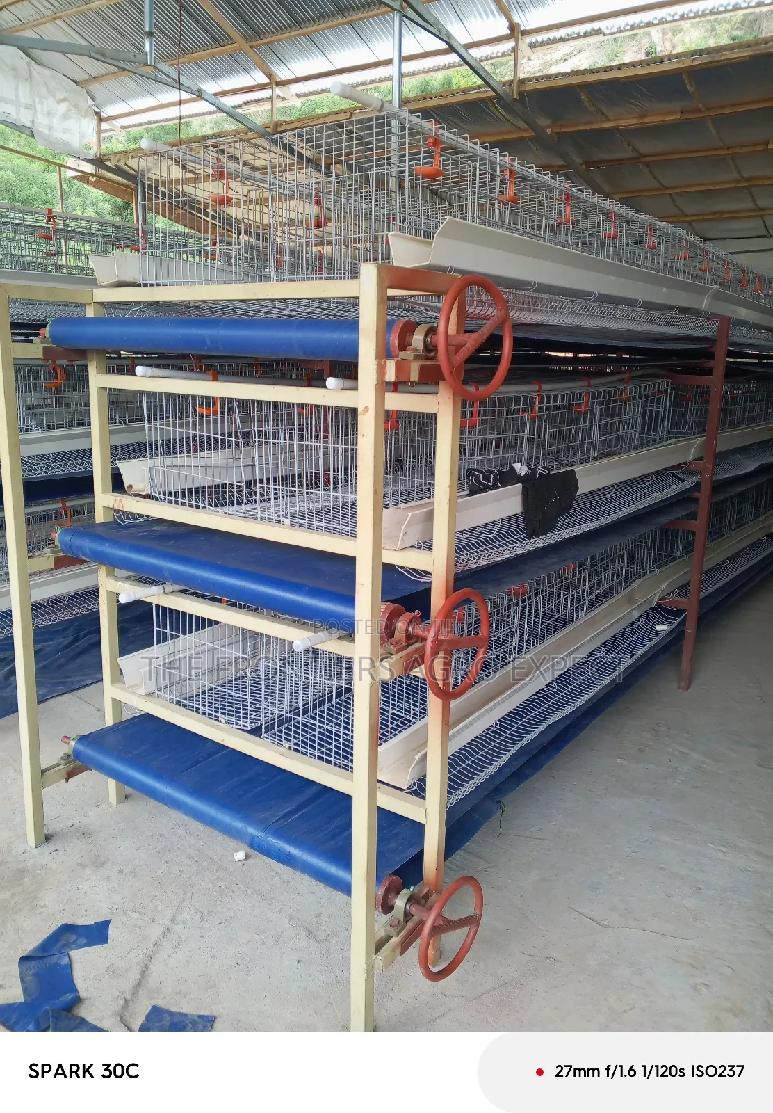 Poultry Coop and Cage Setup