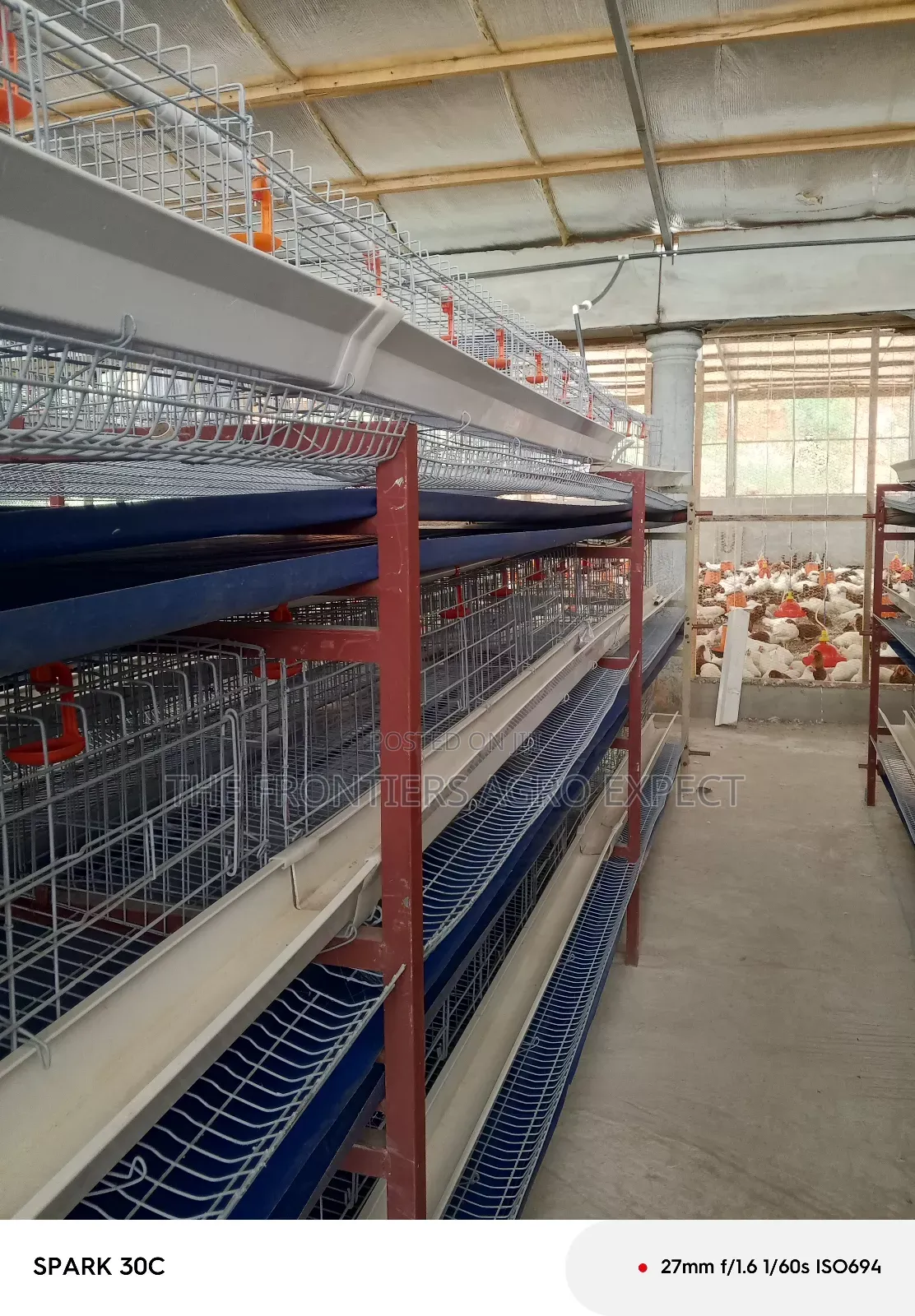 Poultry Coop and Cage Setup