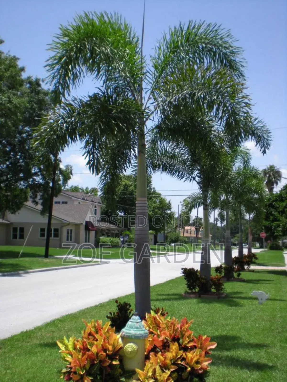 Exotic Plants
