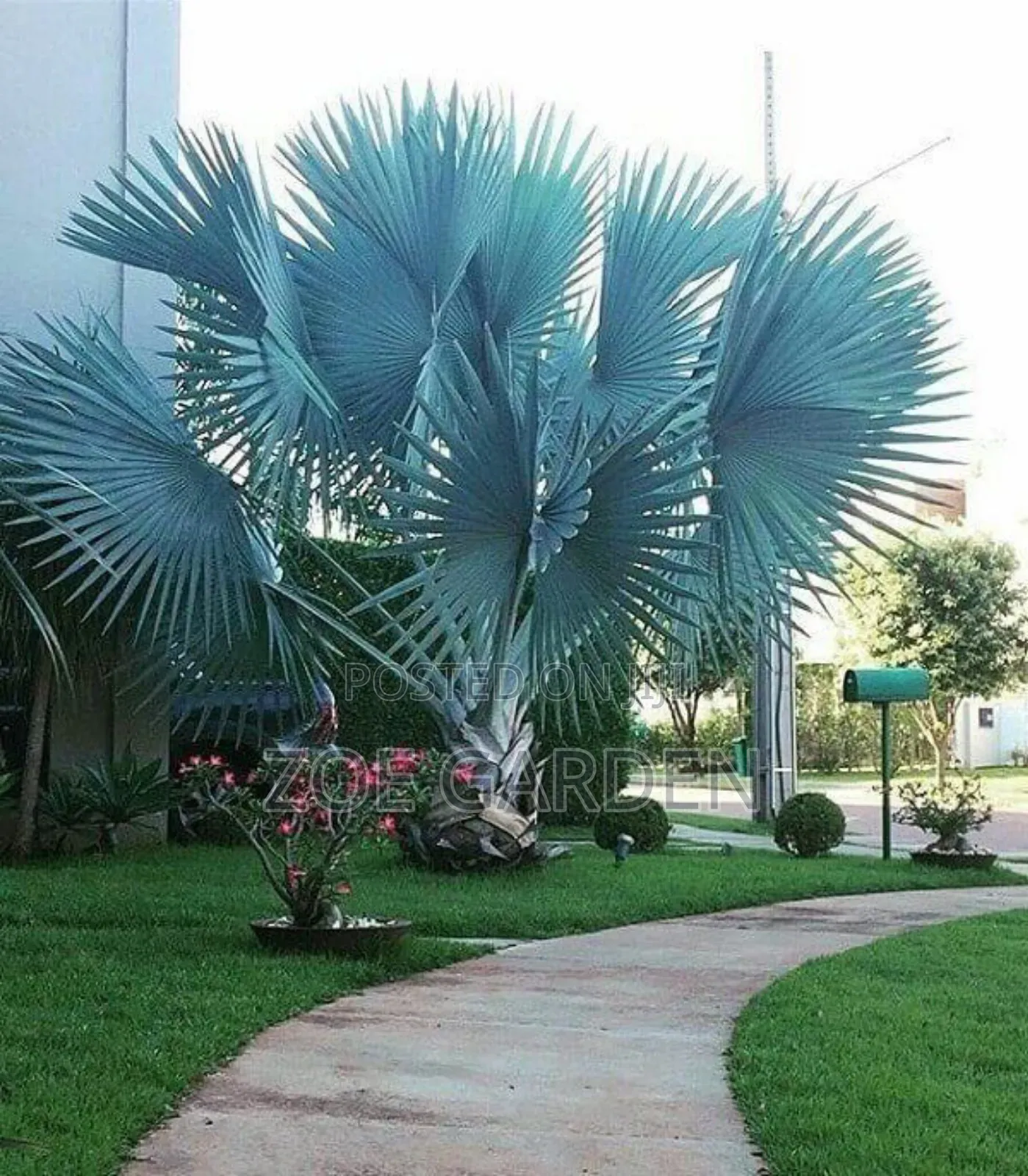 Exotic Plants