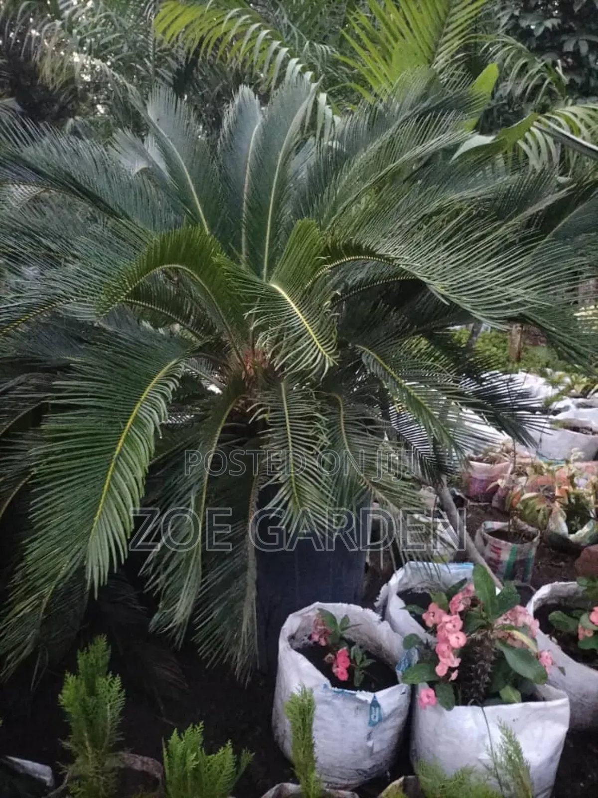 Cycas/Sago Palm