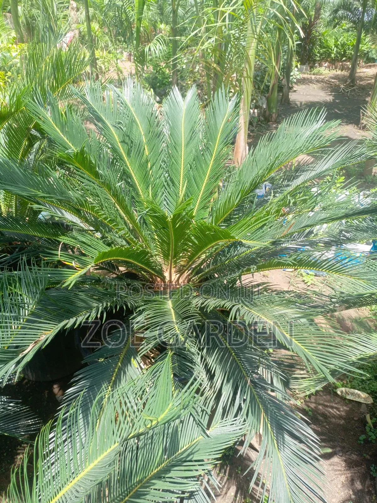 Cycas/Sago Palm