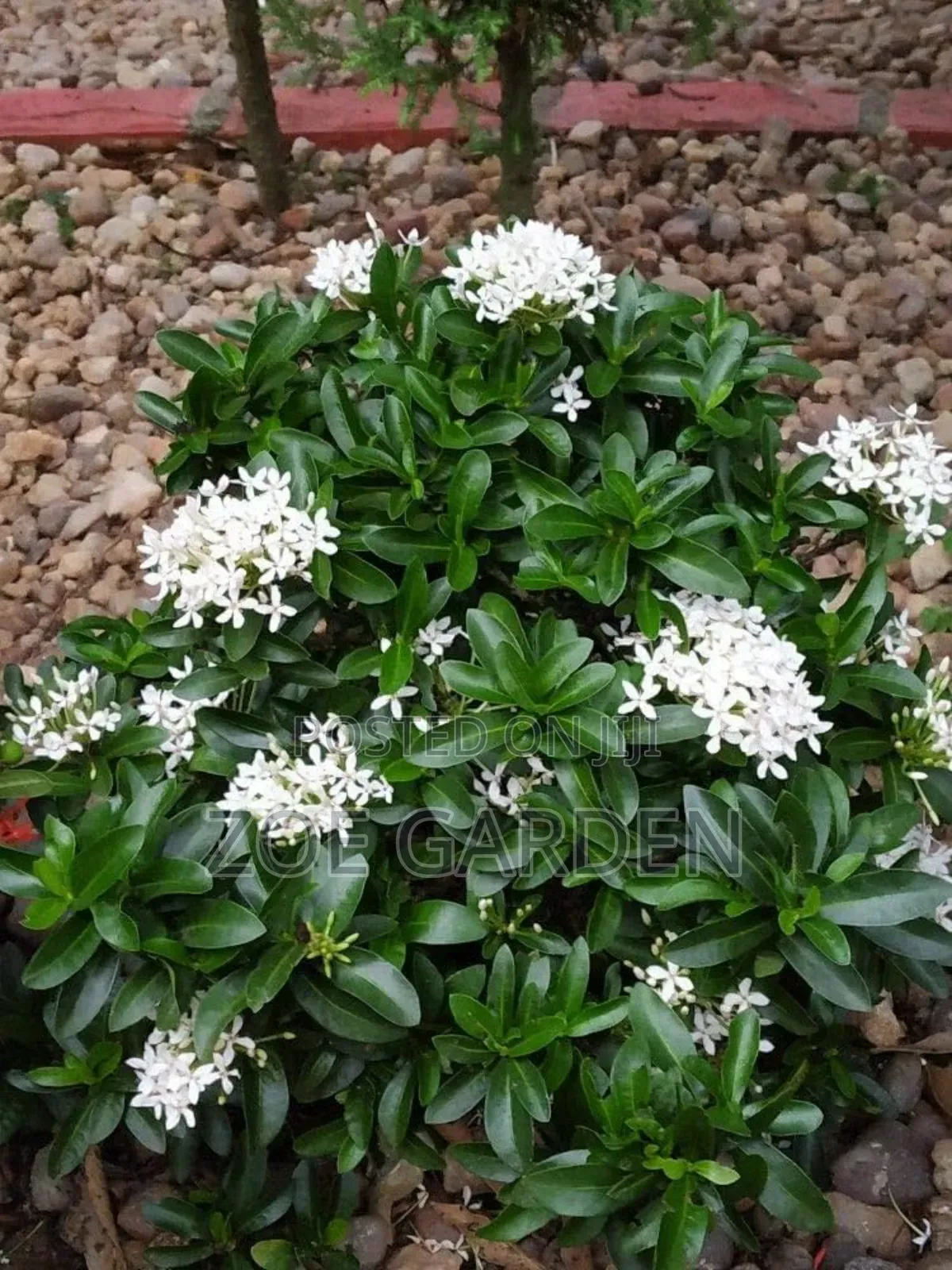 Ornamental Plants