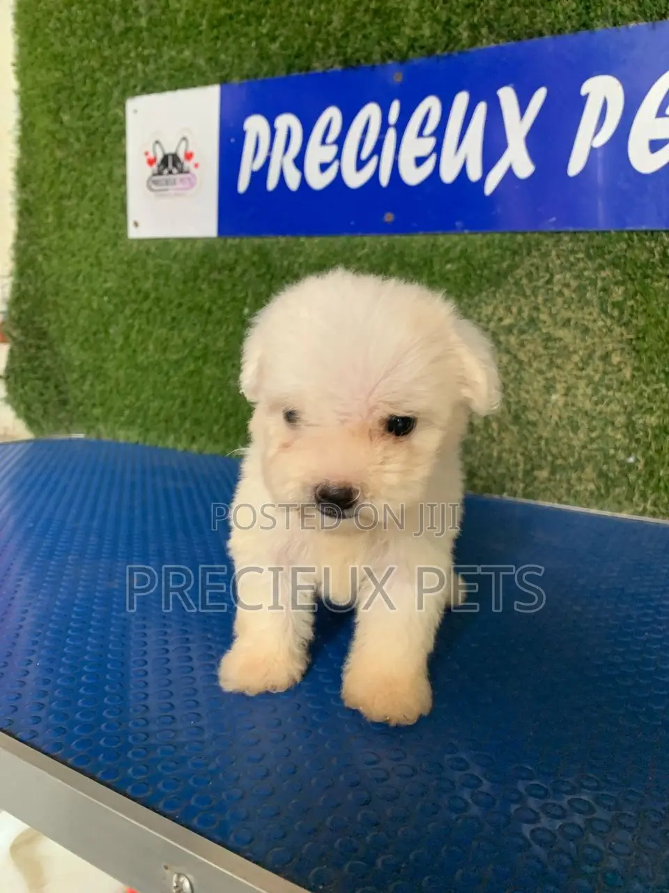 1-3 months Male Purebred Poodle