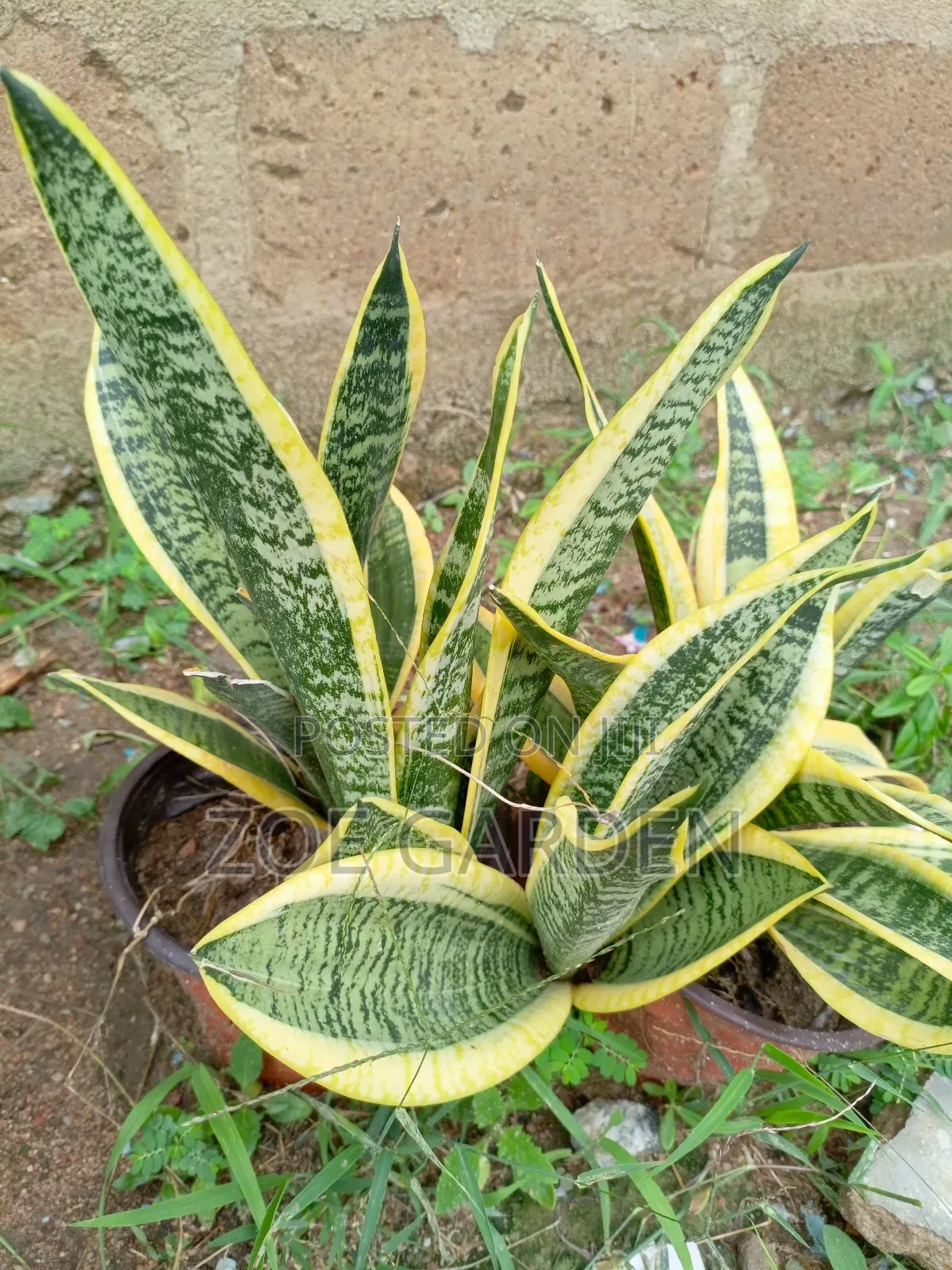 Senseveria, Snake Plant