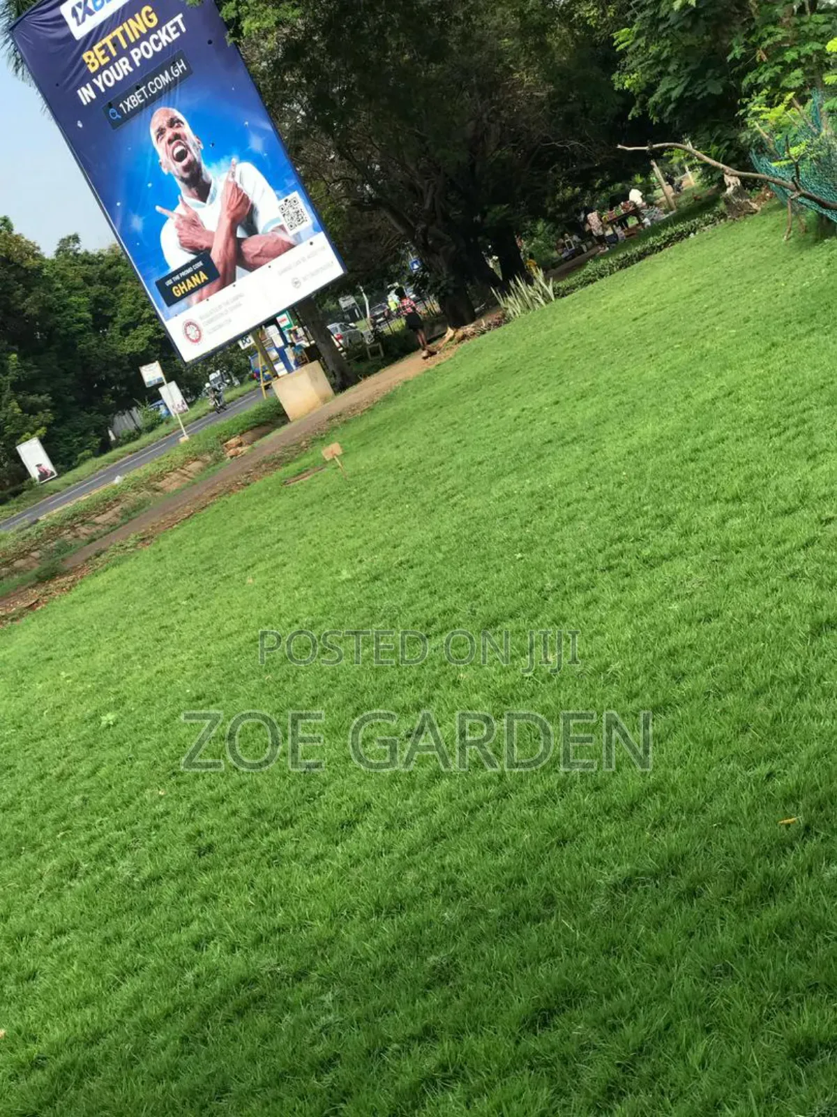 Carpet Grass