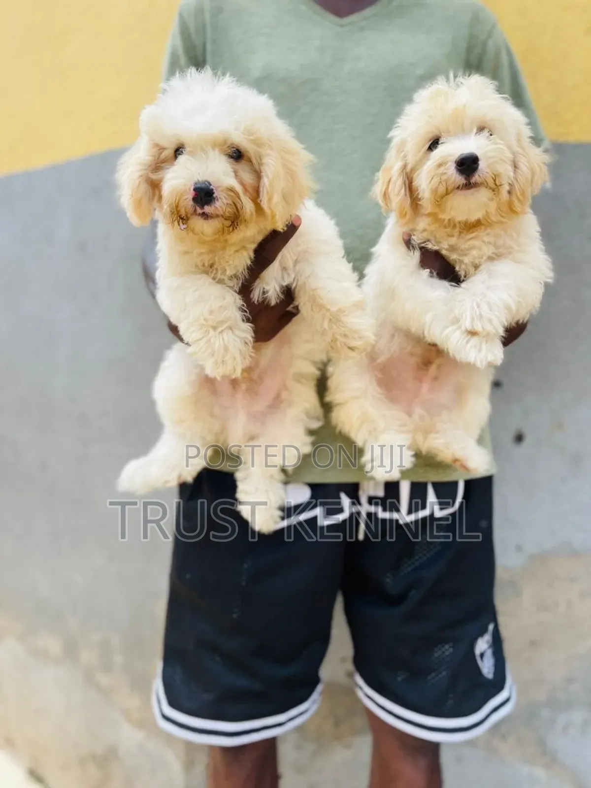 1-3 months Male Purebred Maltese