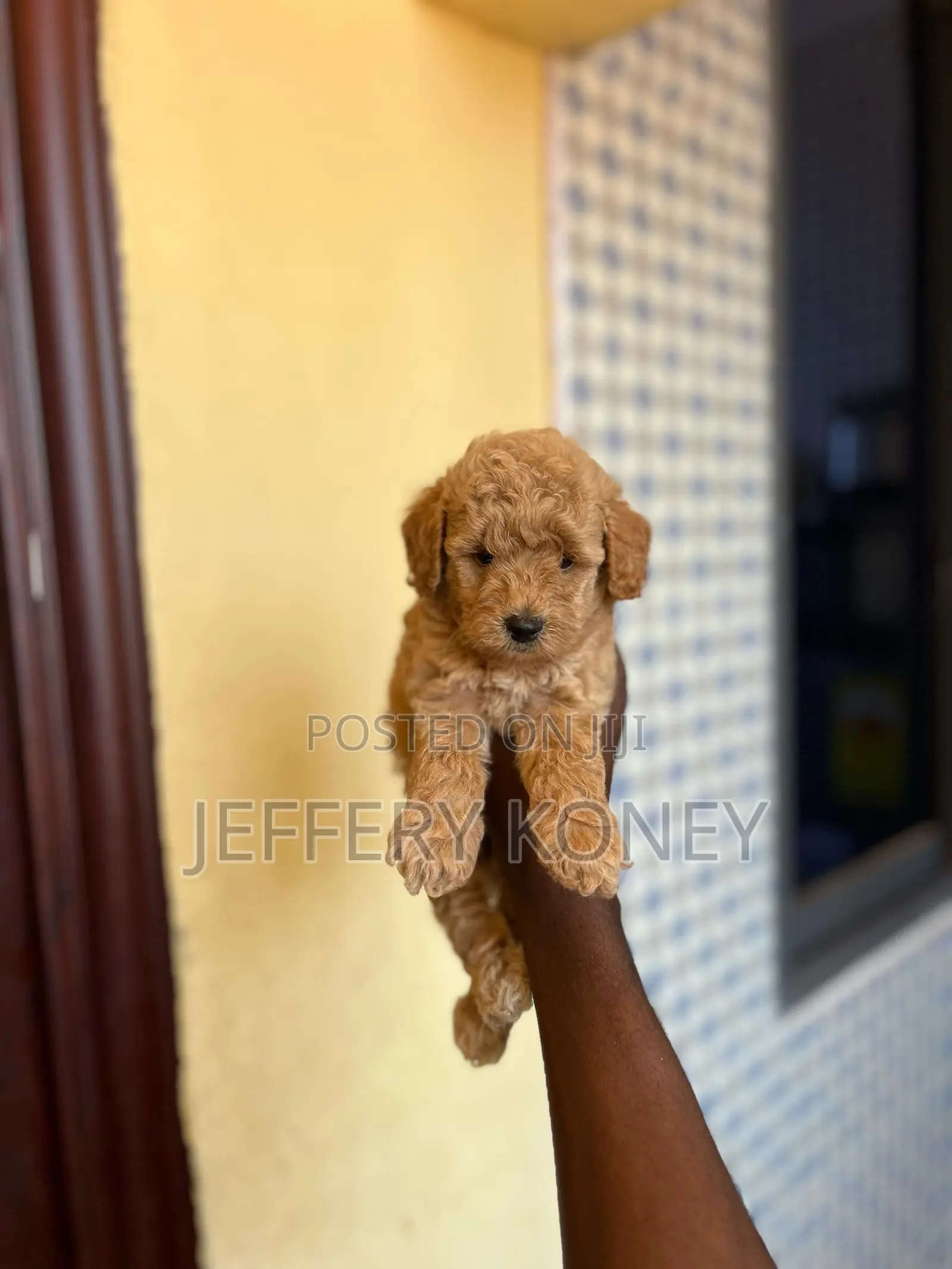 1-3 months Male Purebred Poodle