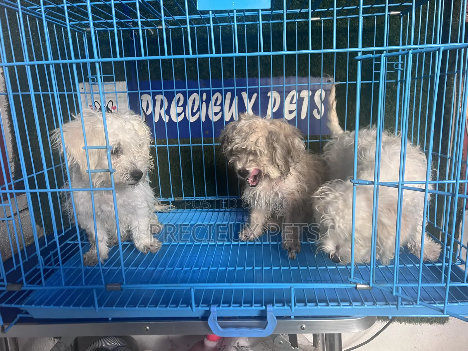1-3 months Male Mixed Breed Maltipoo