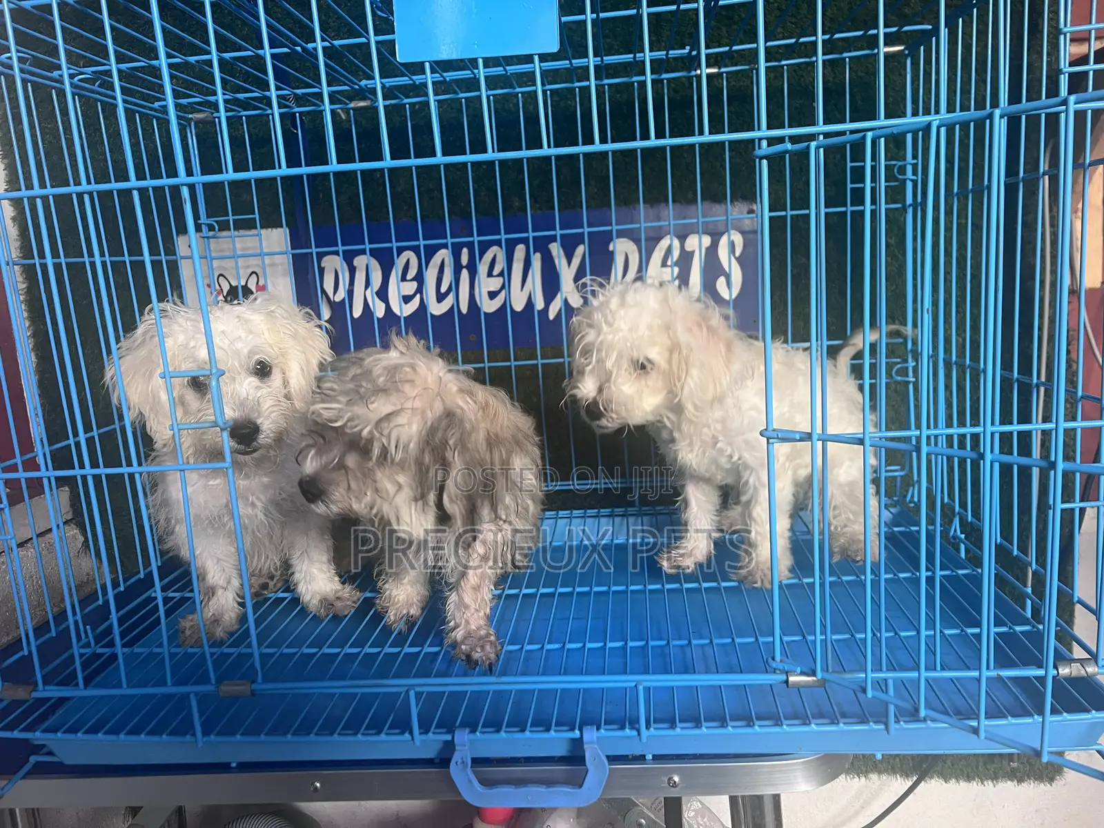 1-3 months Male Mixed Breed Maltipoo