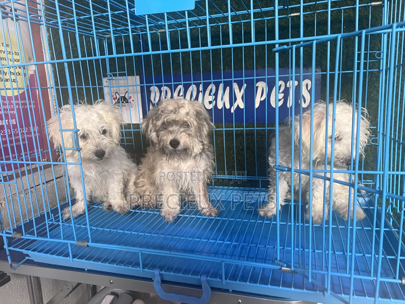 1-3 months Male Mixed Breed Maltipoo