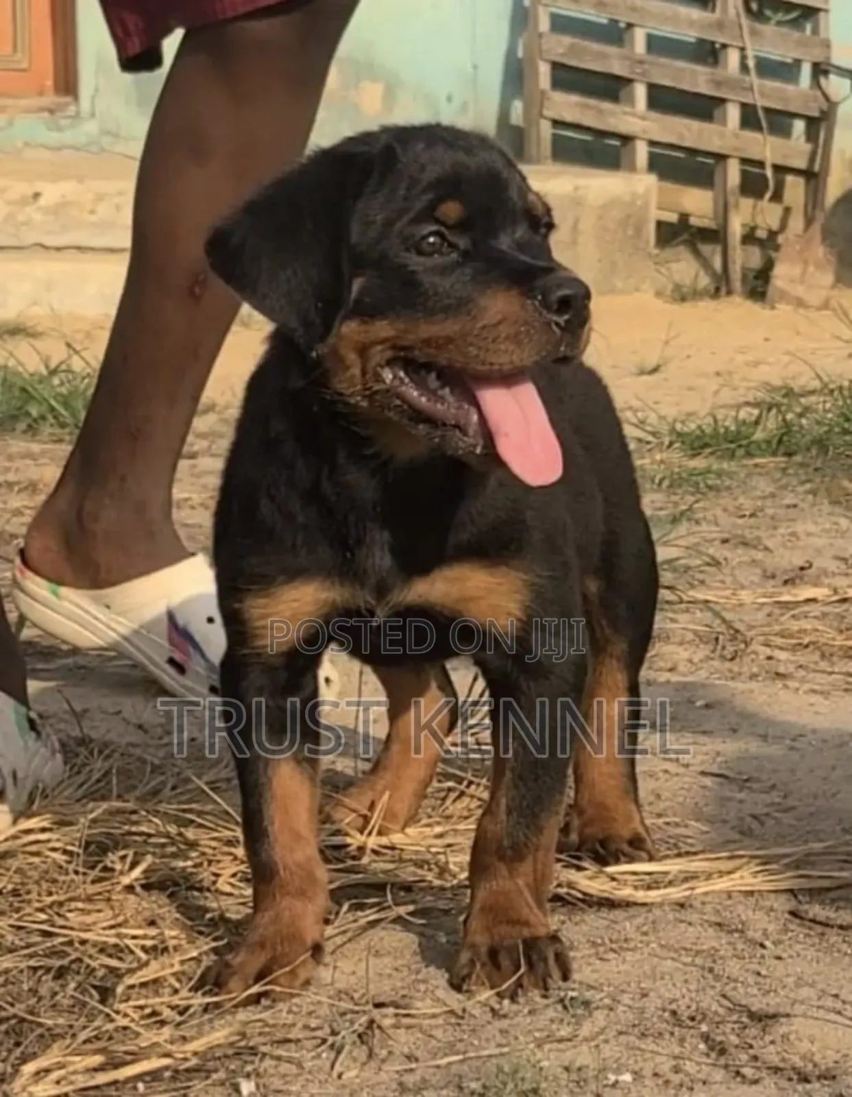 1-3 months Female Purebred Rottweiler
