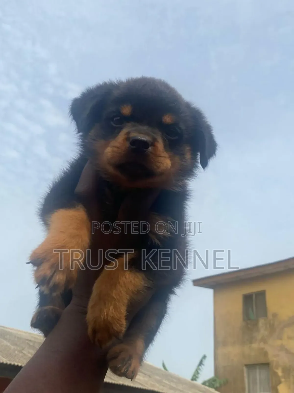 1-3 months Female Purebred Rottweiler