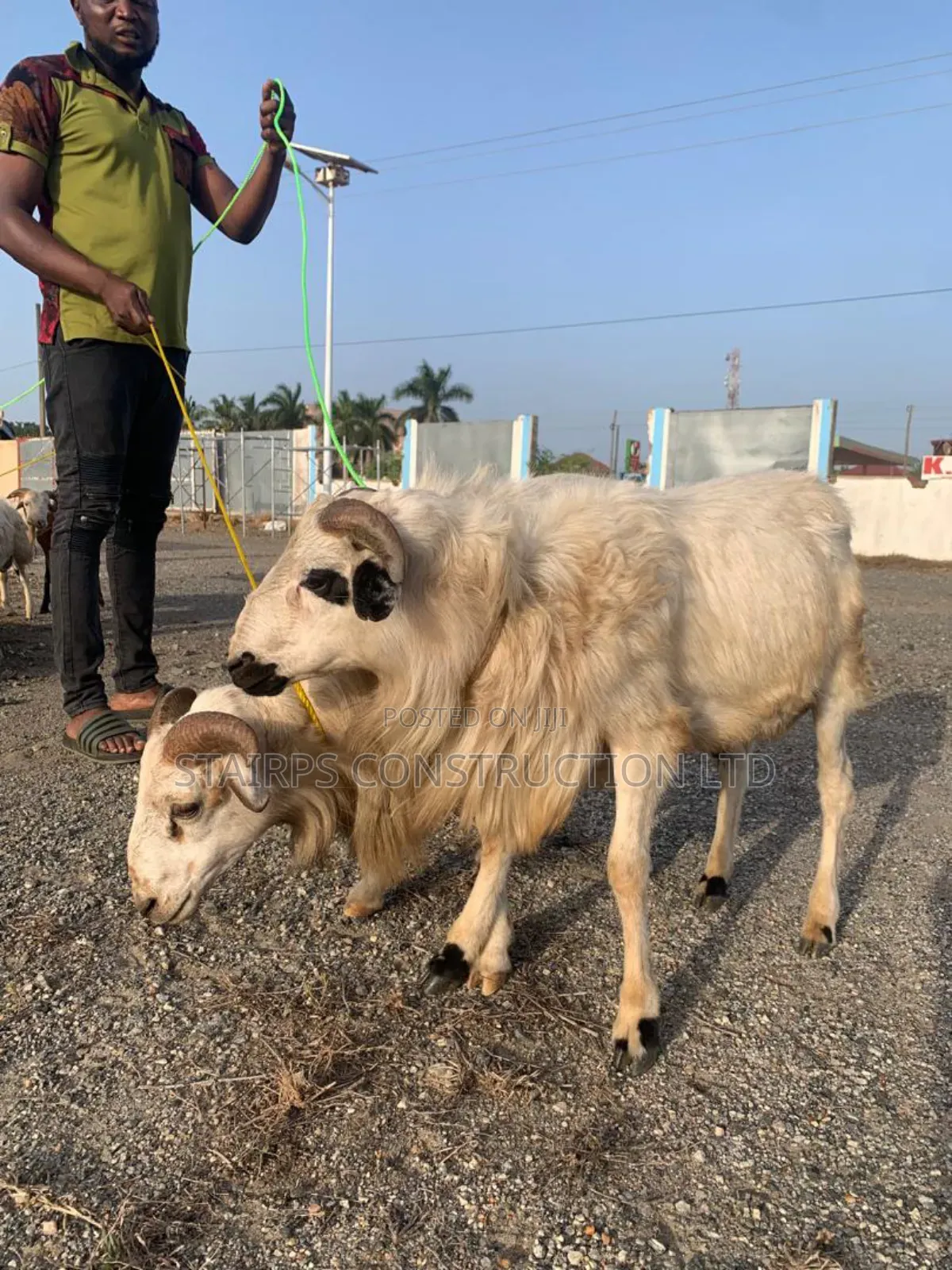 Sheeps for Sale.