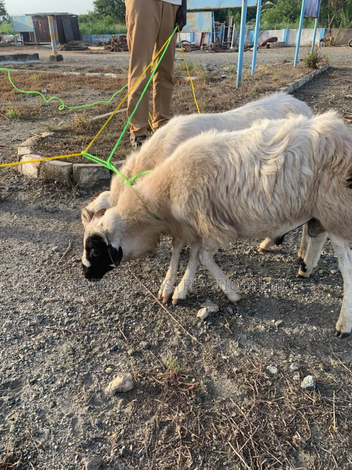 Sheeps for Sale.