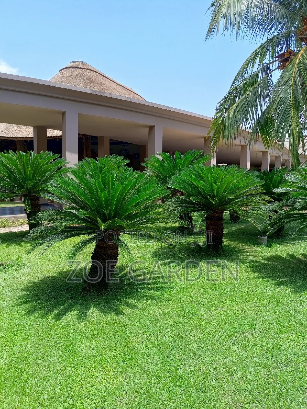 Palm Trees