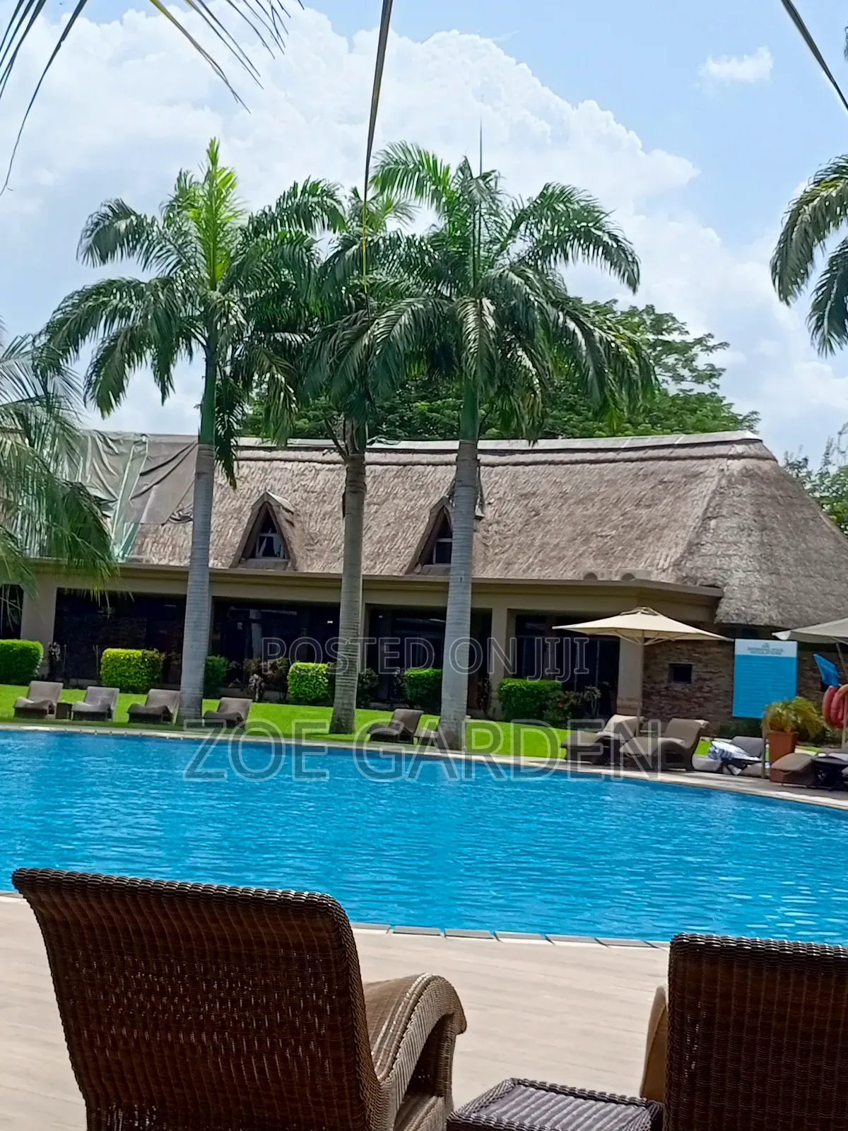 Palm Trees