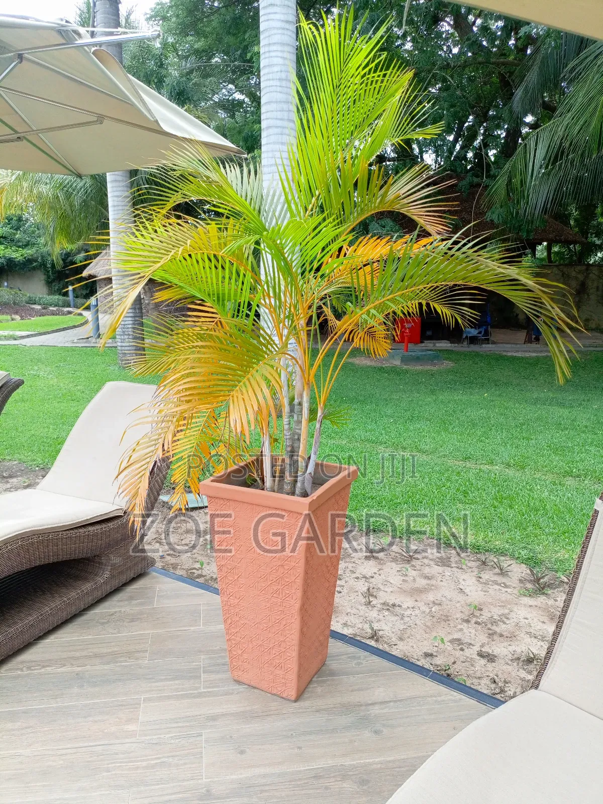 Palm Trees