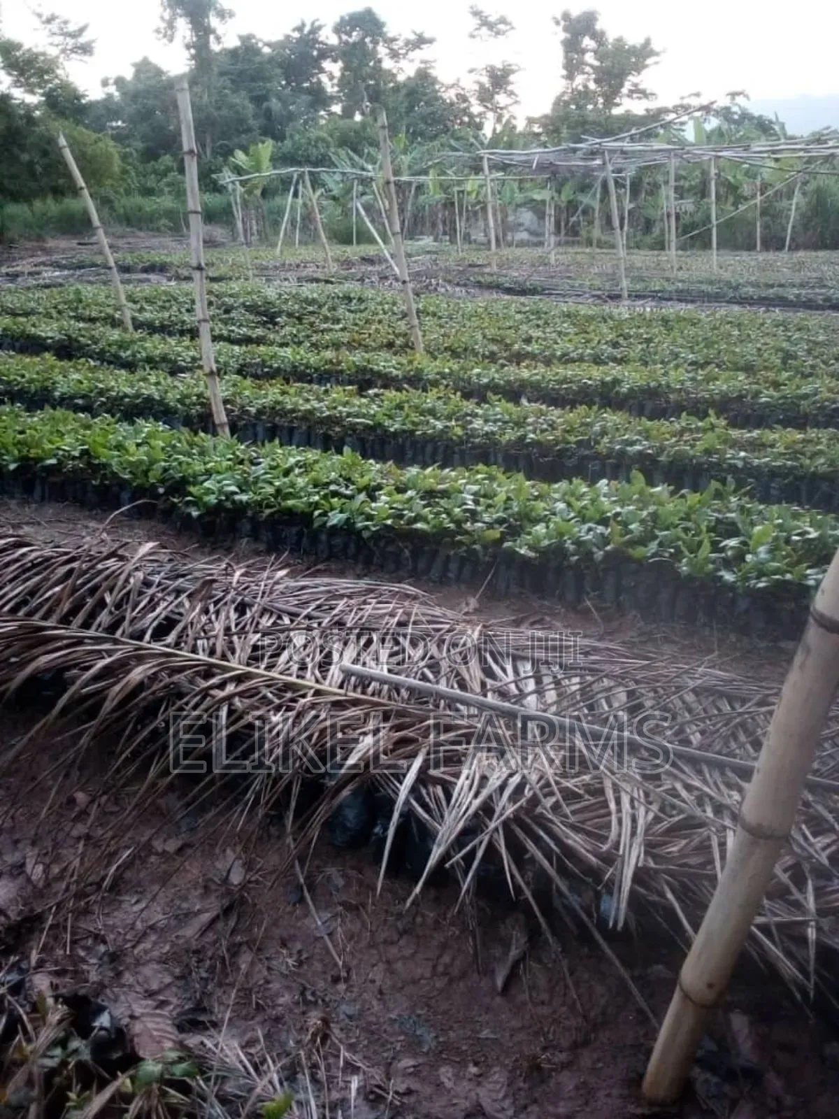 High Quality Grafted Cashew Seedlings