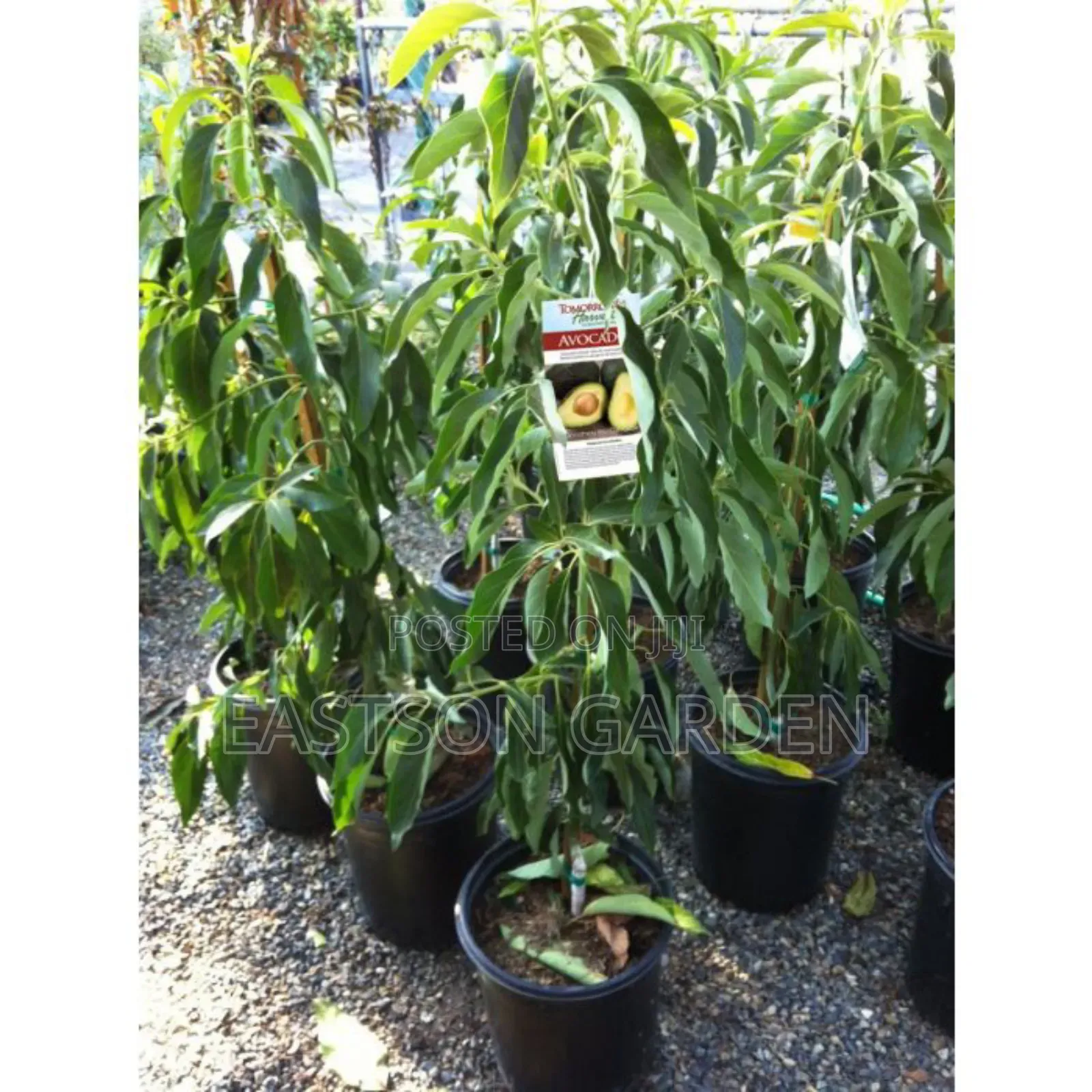 Exotic Grafted Avocado Seedlings ‘Day’ (Persea Americana)