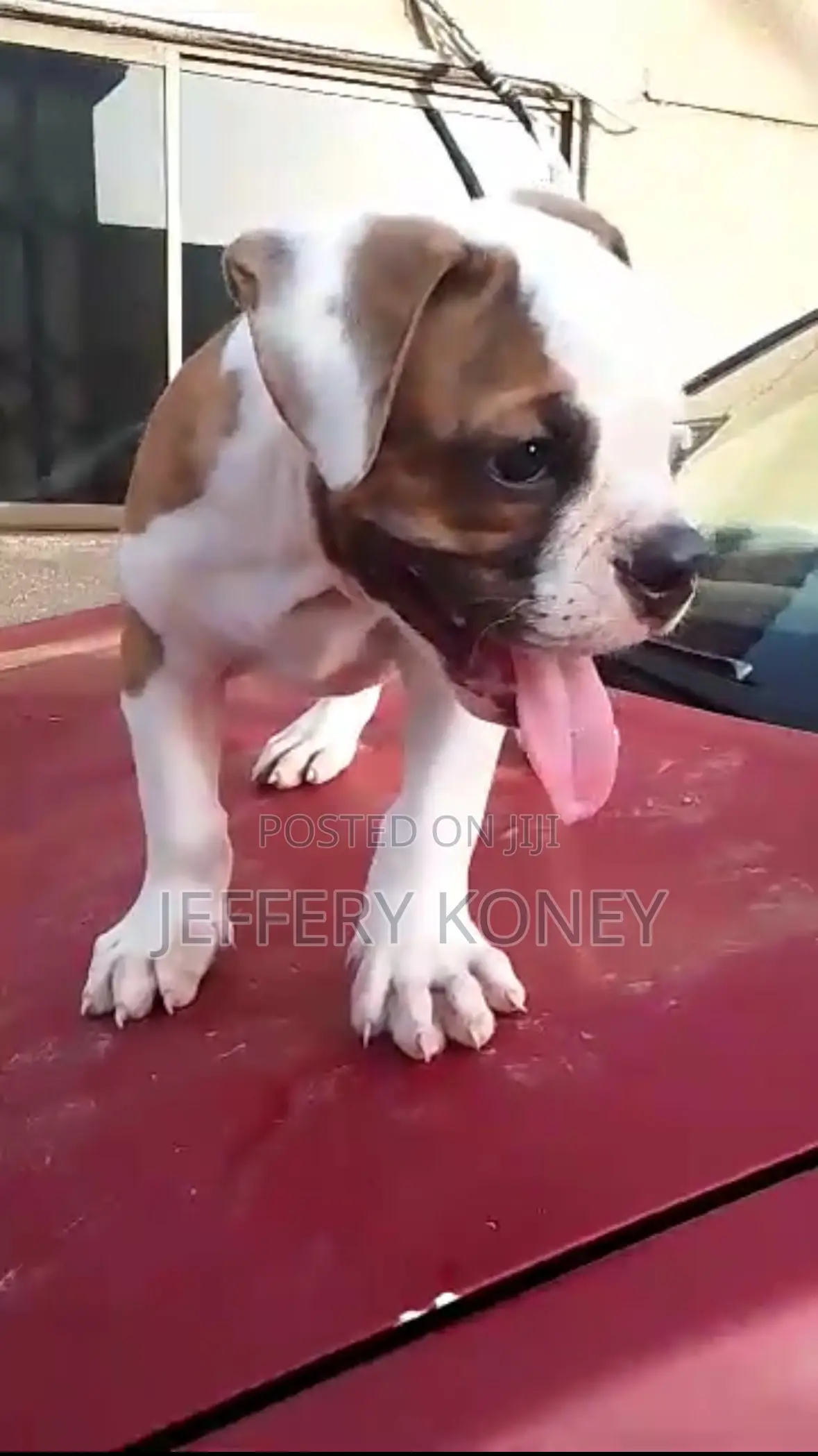 1-3 months Male Purebred American Bulldog