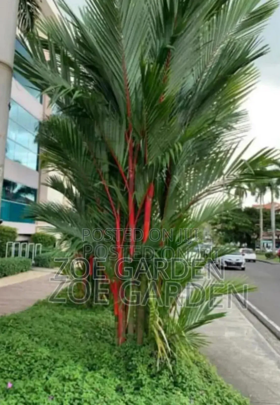 Red/Lipstick Palm