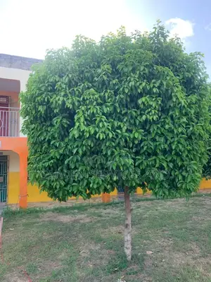 Mimusop Elengi (Shade Tree)