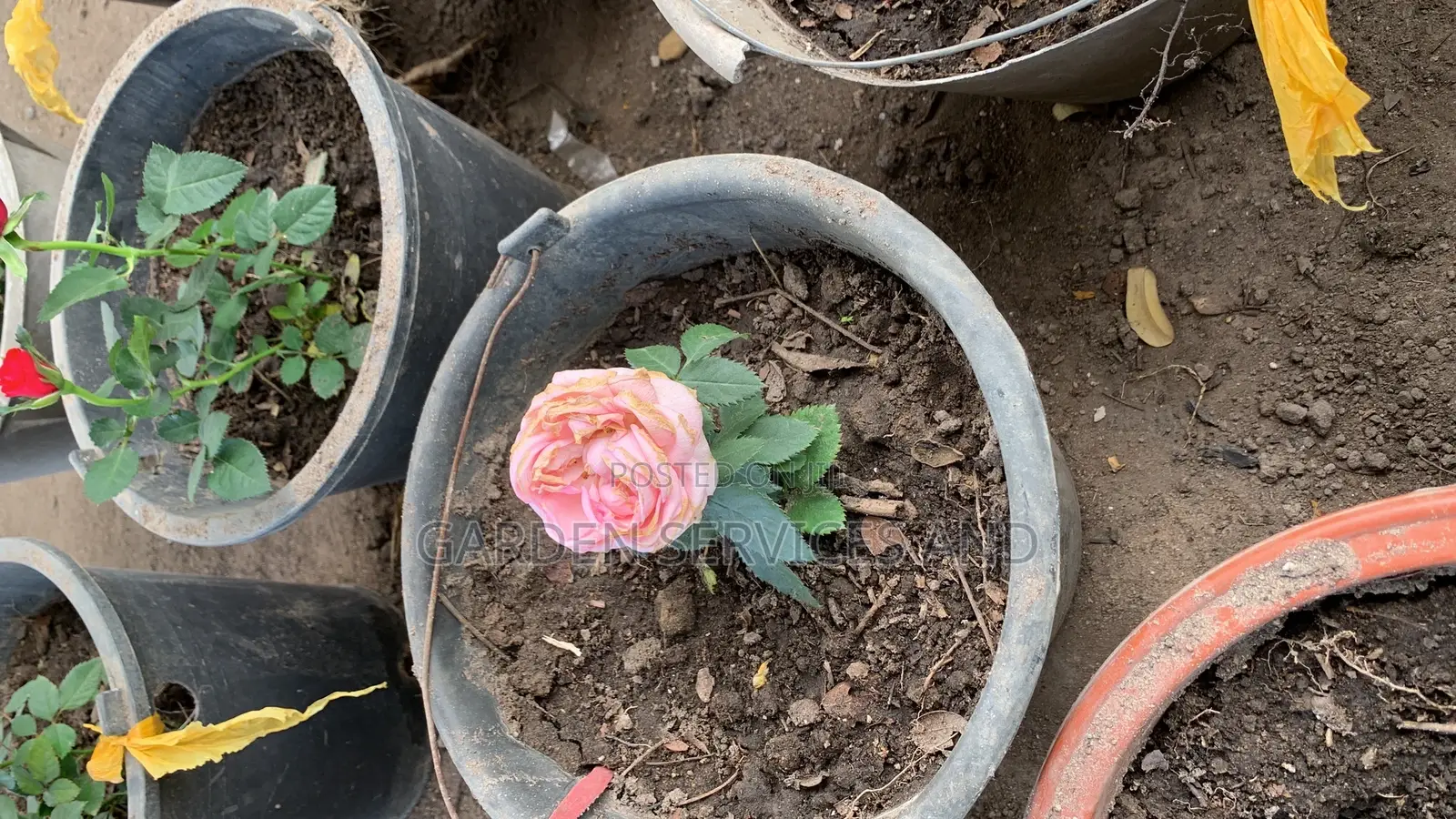 Pink Rose Flower for Sale