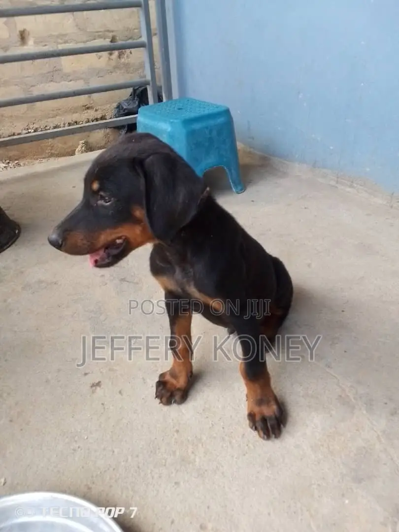1-3 months Male Purebred Doberman Pinscher