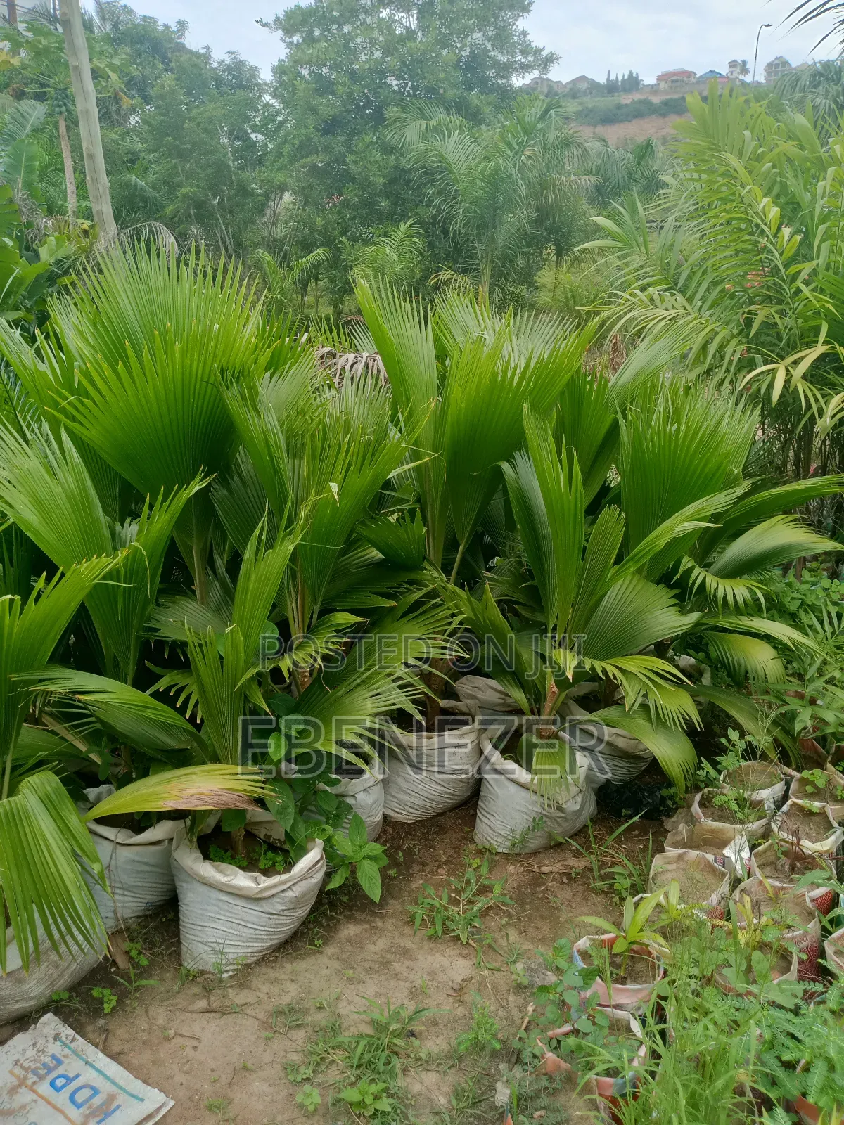 Fun Palm Flower