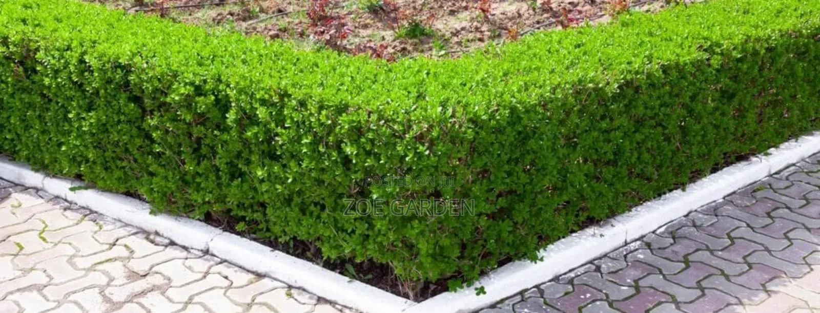 Green Hedge
