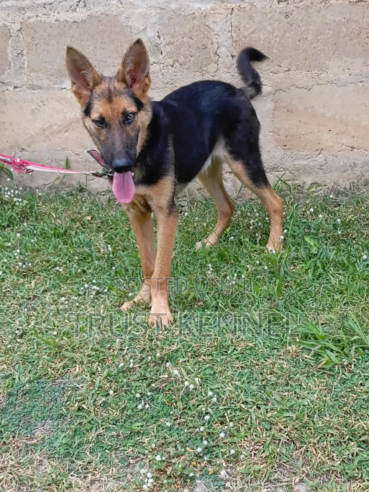 3-6 months Male Purebred German Shepherd
