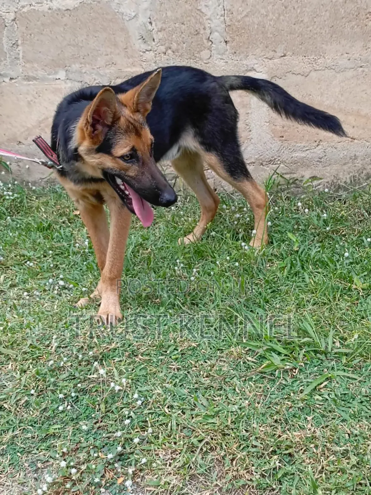 3-6 months Male Purebred German Shepherd