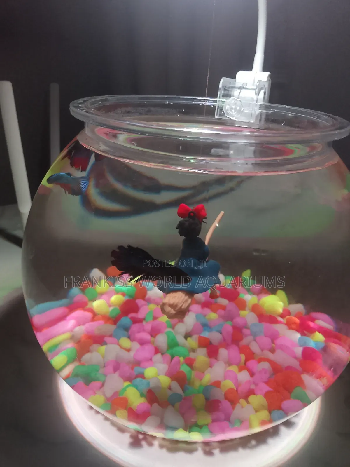 Mini Aquarium Bowl