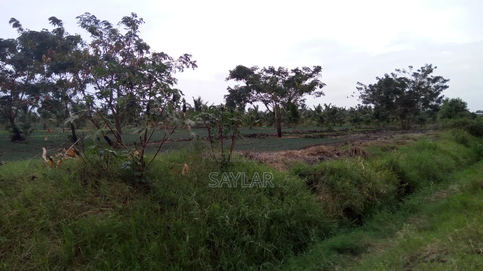 Farm Lands For Long Lease And Sale