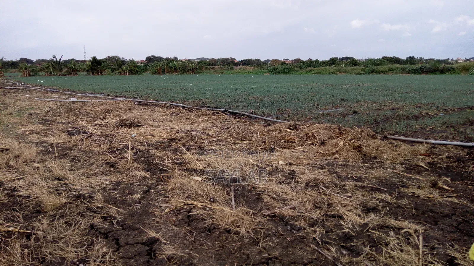 Farm Lands For Long Lease And Sale