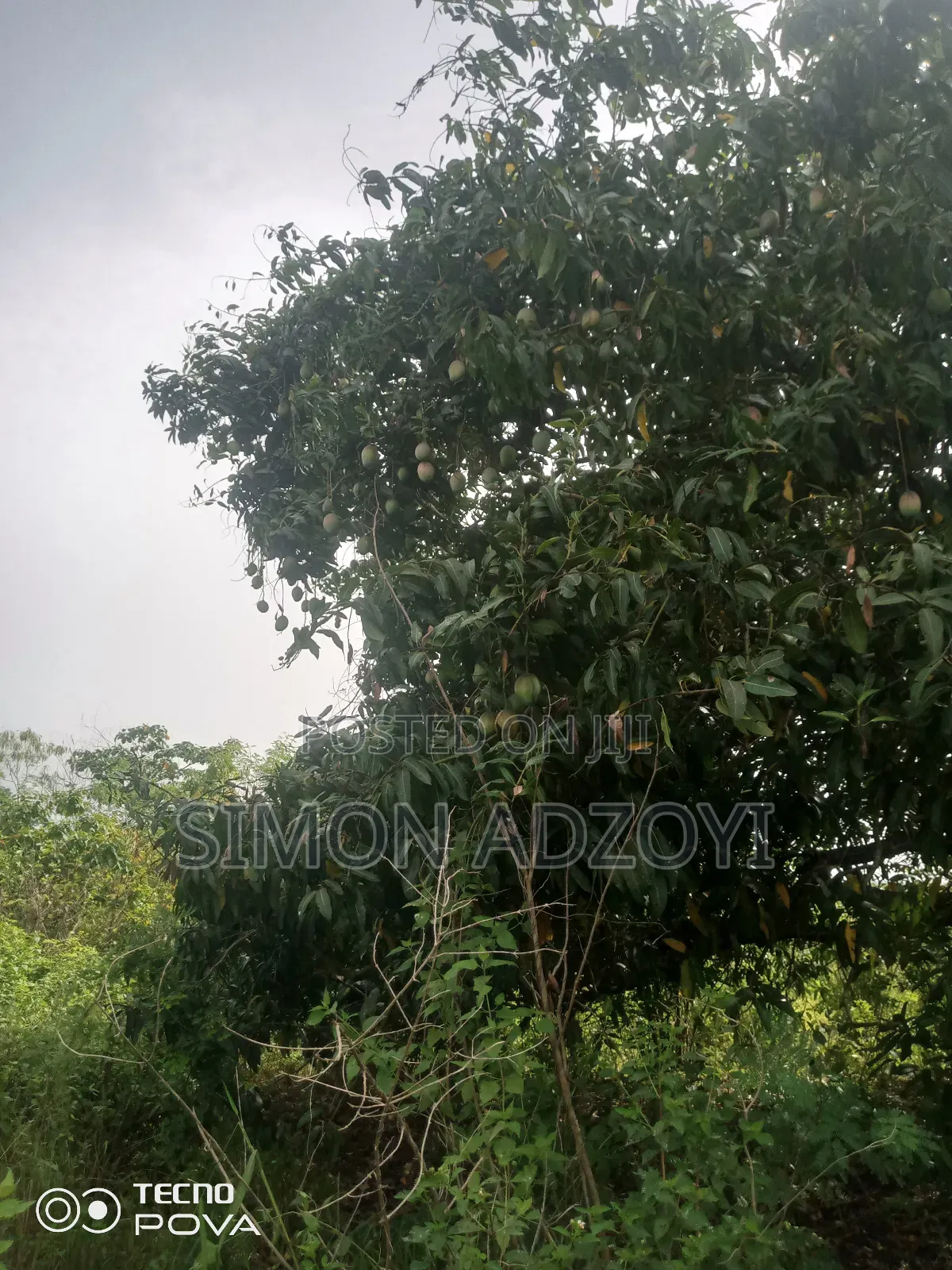 Cocoa and Coffee Land for Rent