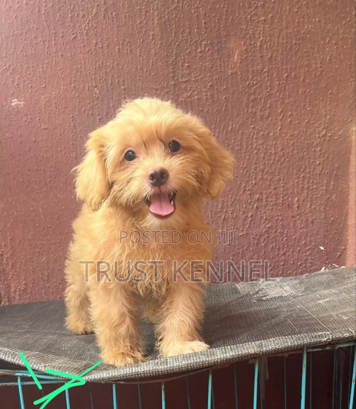 1-3 months Male Purebred Poodle