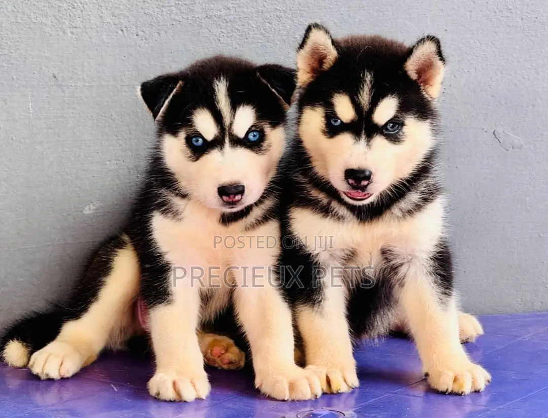 1-3 months Female Purebred Siberian Husky