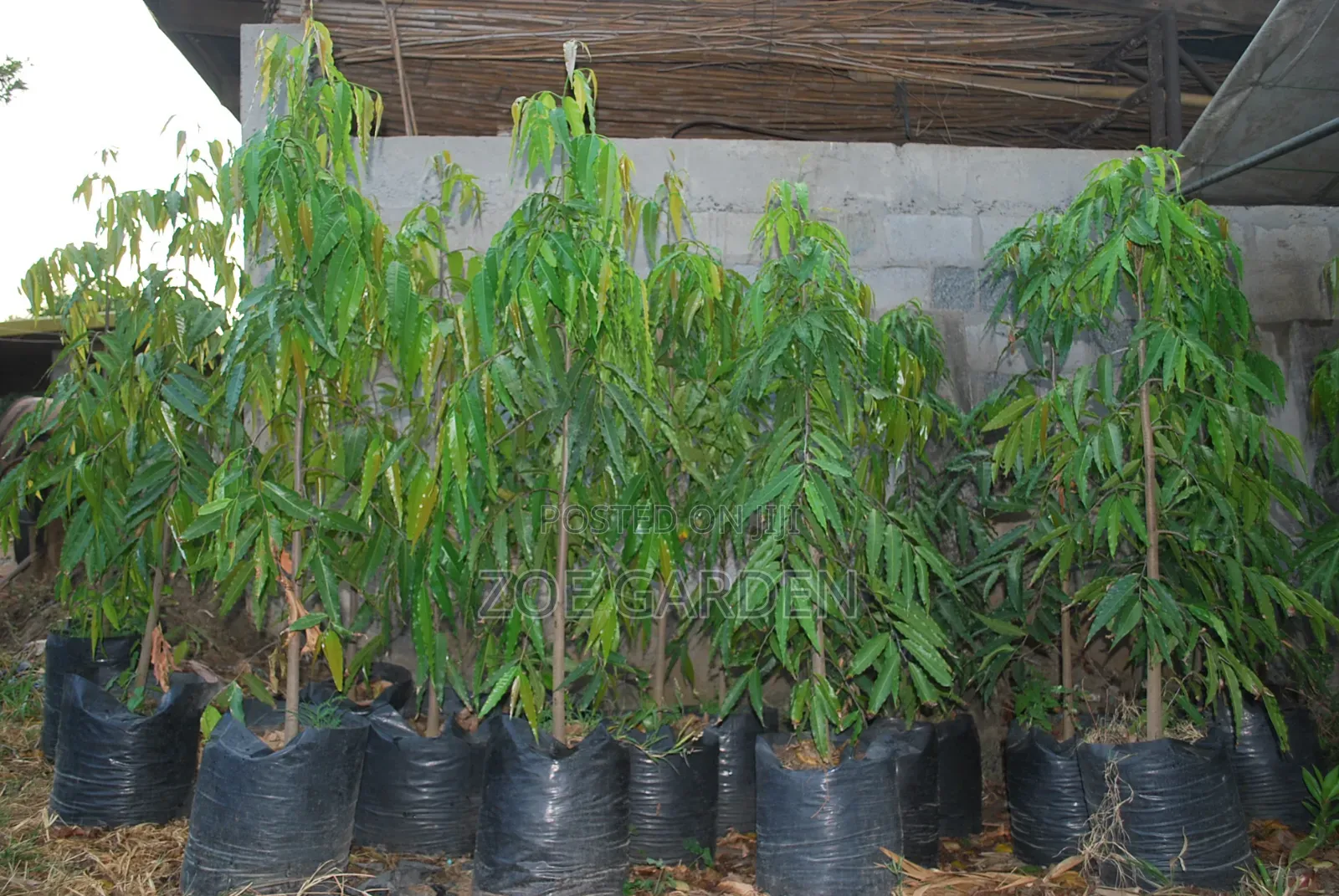 Indian Tree