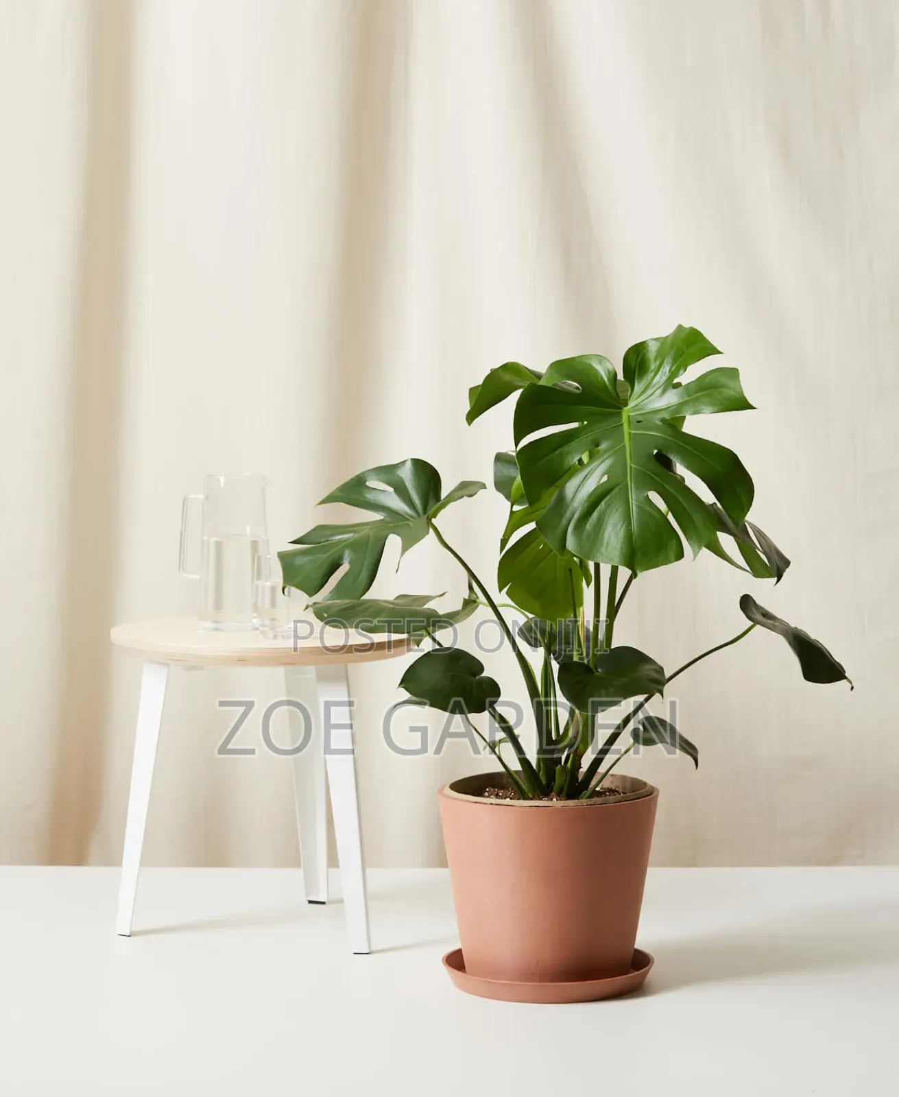 Monstera Plants