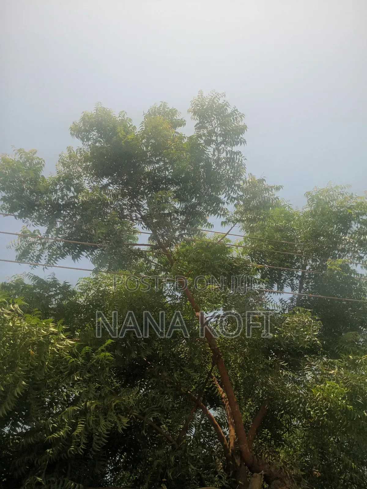 Chainsaw Operator for Tree Cutting
