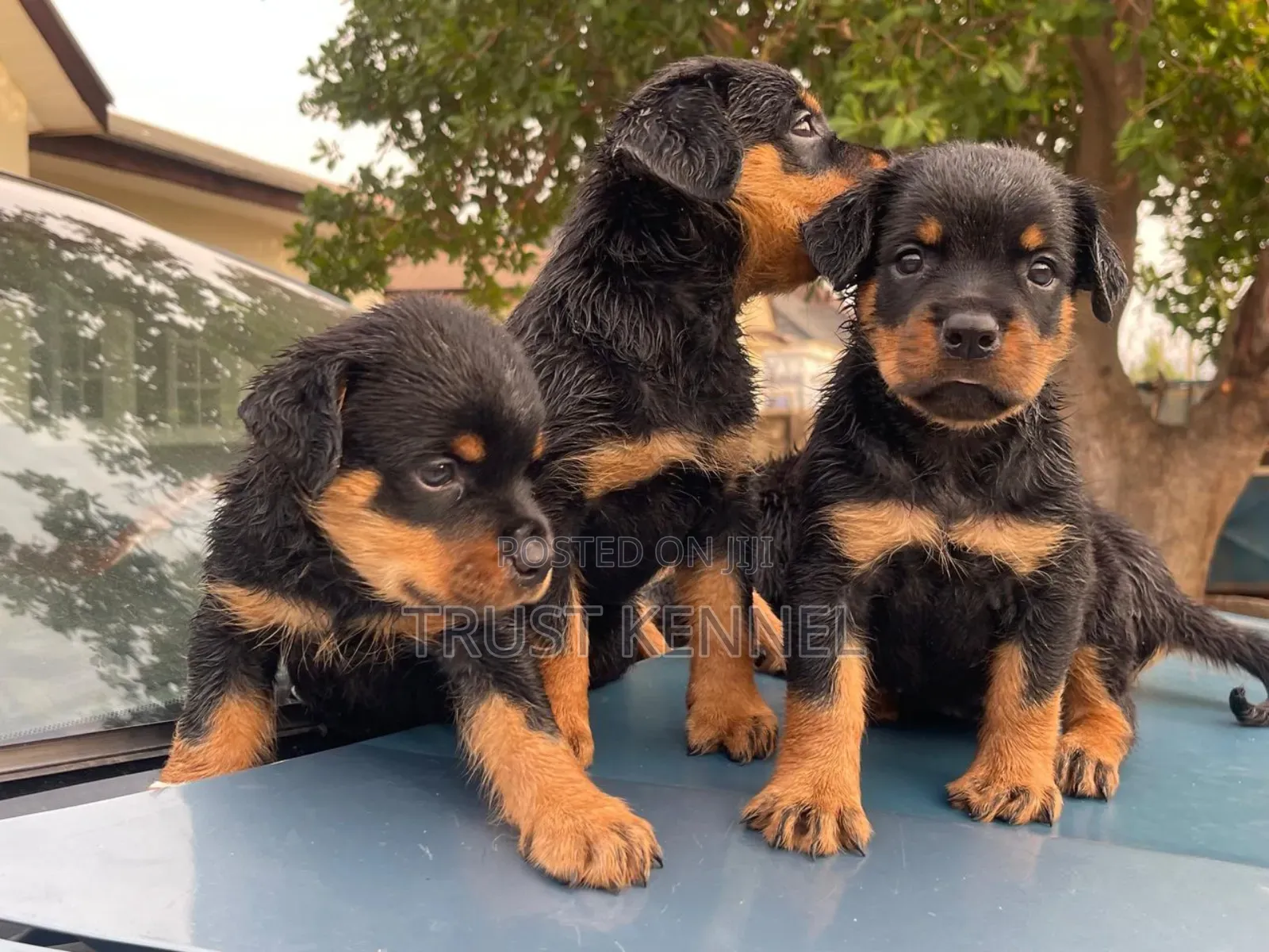 1-3 months Female Purebred Rottweiler